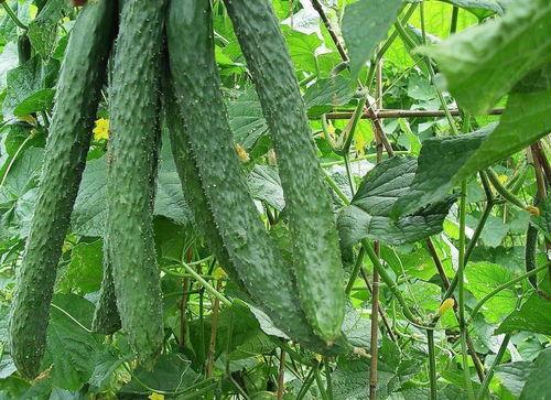 每天都要认真吃瓜,追踪热点，细嚼慢咽