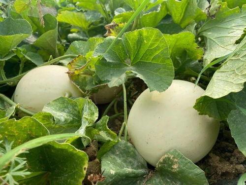 荣儿吃瓜,揭秘娱乐圈幕后故事