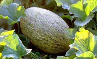 吃哈密瓜舌头粗糙,舌尖上的粗糙体验