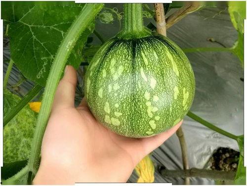 小苏苏吃瓜,揭秘娱乐圈那些不为人知的幕后故事