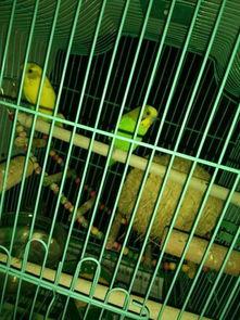 虎皮鹦鹉吃瓜群众,瓜果乐园中的快乐食客