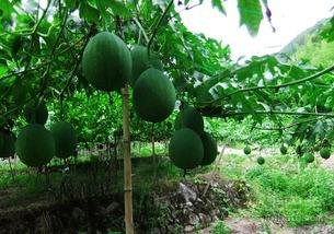 羽叶吊瓜怎么吃,羽叶吊瓜的多样食法探索