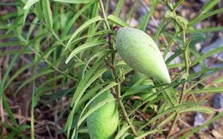 吃瓜资源链接,带你领略网络世界的趣味与真相