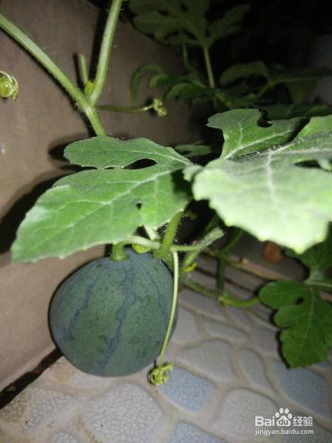 吃籽绿色瓜,探寻吃籽绿色瓜的神奇功效