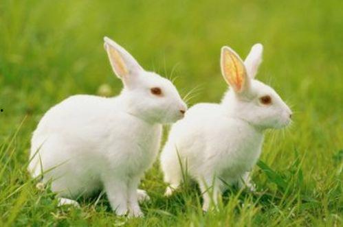 兔子吃瓜吃疯了图片大全,萌态百出！