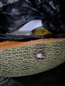 波斯蜜瓜咋吃,尽享夏日清新美味