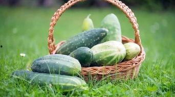 春天吃夏天吃瓜,夏品瓜蔬——四季美食之旅