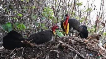 圈内吃瓜小能手,圈内吃瓜小能手揭秘娱乐圈幕后风云