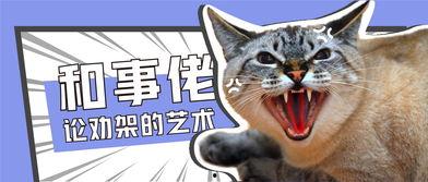 猫打架吃瓜群众,吃瓜群众围观喵星人争霸现场