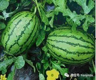 吃瓜网去哪里,网络舆论风向标背后的故事