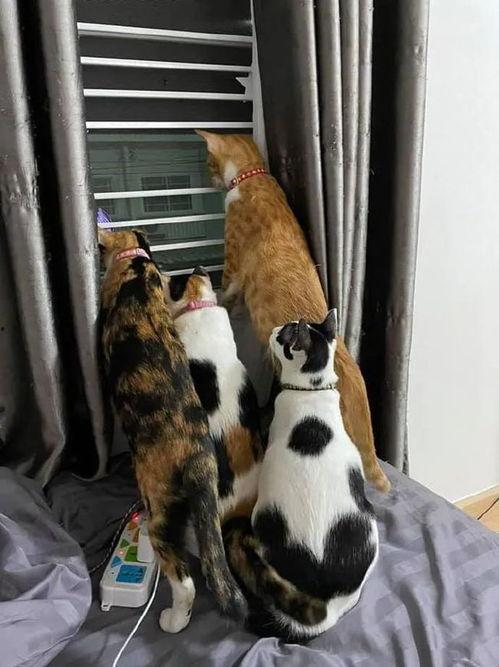 可爱猫猫陪吃瓜